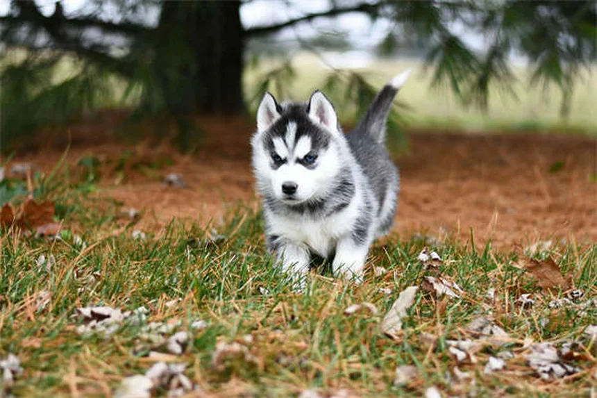 Canine Distemper in Ferrets: Symptoms, Treatment & Prevention