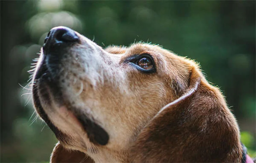 Why Is My Dog Sneezing So Much? 7 Common Causes & When to Worry