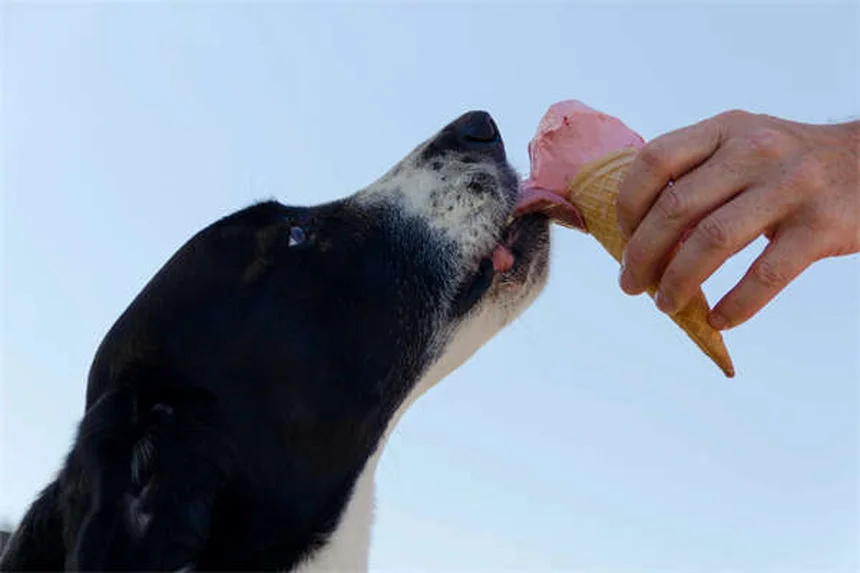 Why Is My Dog Sneezing So Much? 7 Common Causes & When to Worry