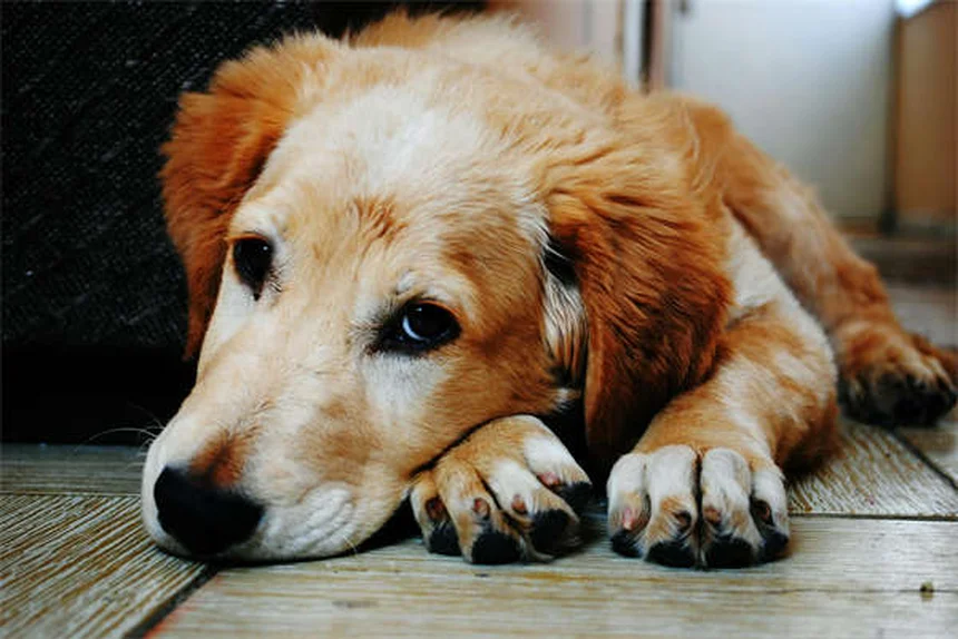 Why Is My Dog Sneezing So Much? 7 Common Causes & When to Worry