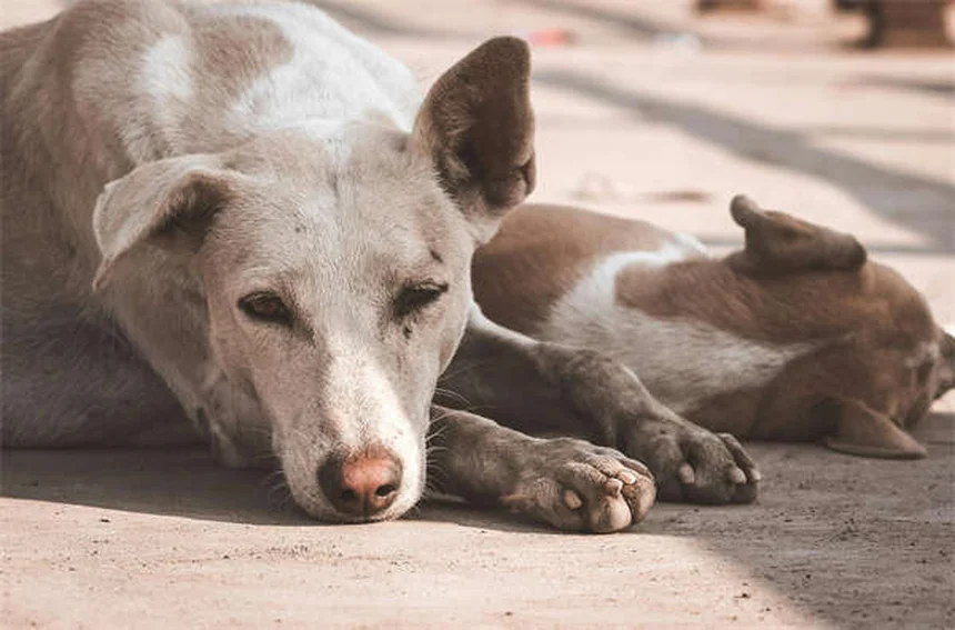 Why Is My Dog Limping? 5 Common Causes & What to Do