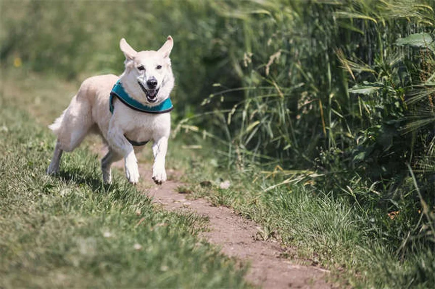 Why Do Dogs Bring You Toys? 3 Adorable Reasons Explained