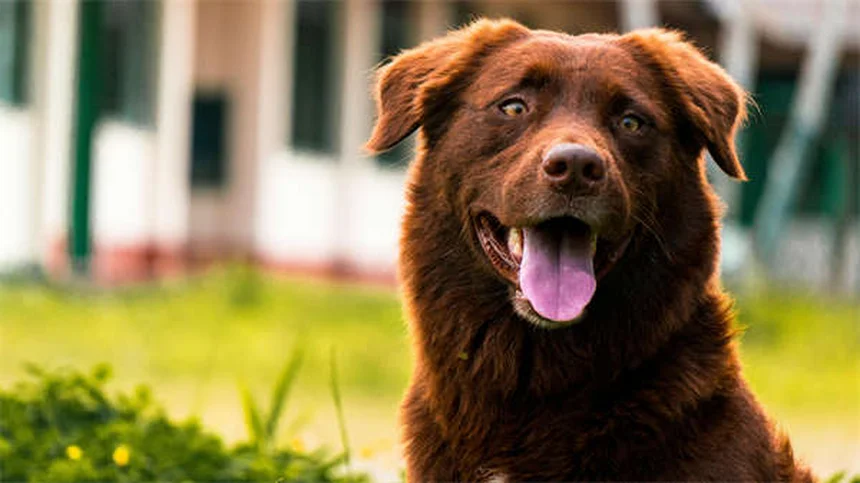Why Do Dogs Bring You Toys? 3 Adorable Reasons Explained