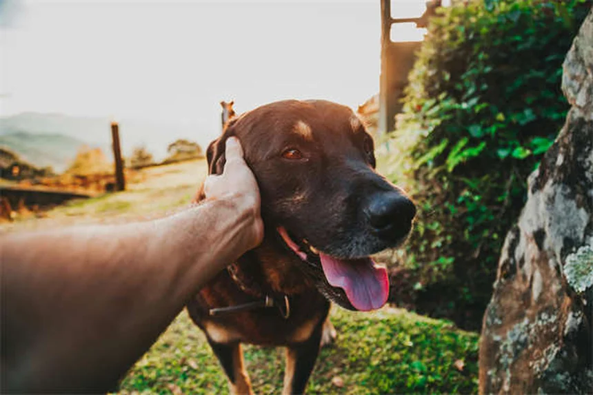 Why Do Dogs Bring You Toys? 3 Adorable Reasons Explained