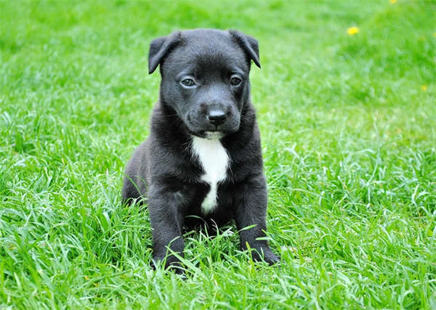Canine Distemper in Ferrets: Symptoms, Treatment & Prevention