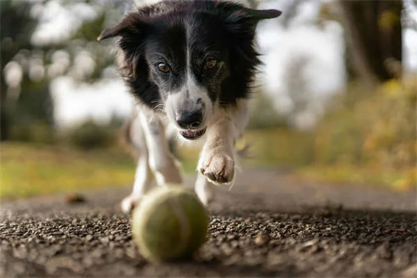 Canine Distemper in Ferrets: Symptoms, Treatment & Prevention