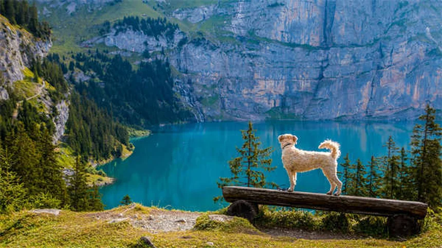 Vetmedin for Dogs: What Every Pet Owner Needs to Know