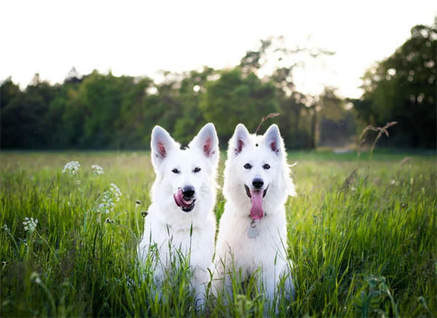 Vetmedin for Dogs: What Every Pet Owner Needs to Know