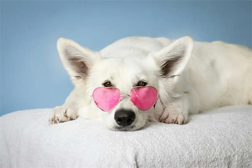 Vetmedin for Dogs: What Every Pet Owner Needs to Know