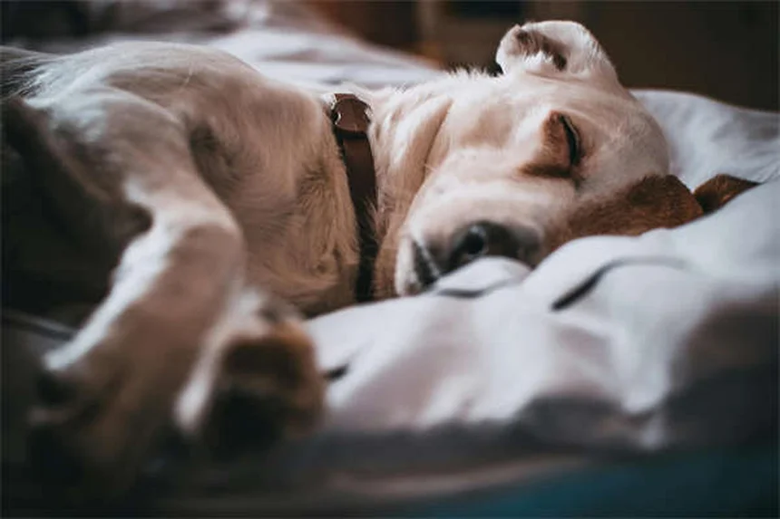 Dog Zoomies Explained: Why Your Pup Goes Crazy Running in Circles