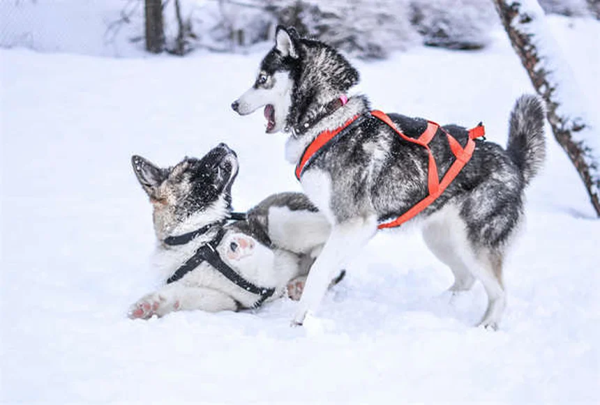 Dog Zoomies Explained: Why Your Pup Goes Crazy Running in Circles