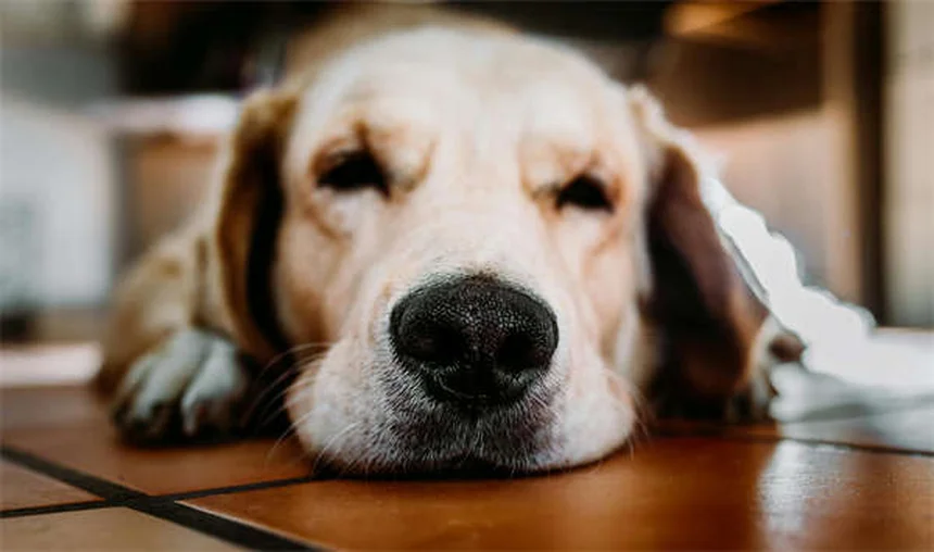 Why Is My Cat Sneezing? 7 Common Causes & When to Worry
