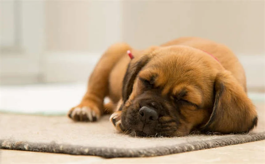Pica in Cats: 7 Warning Signs & How to Stop This Dangerous Habit