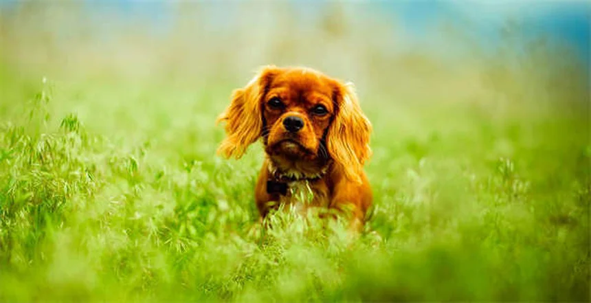 Melena in Ferrets: Causes, Symptoms & Treatment Guide