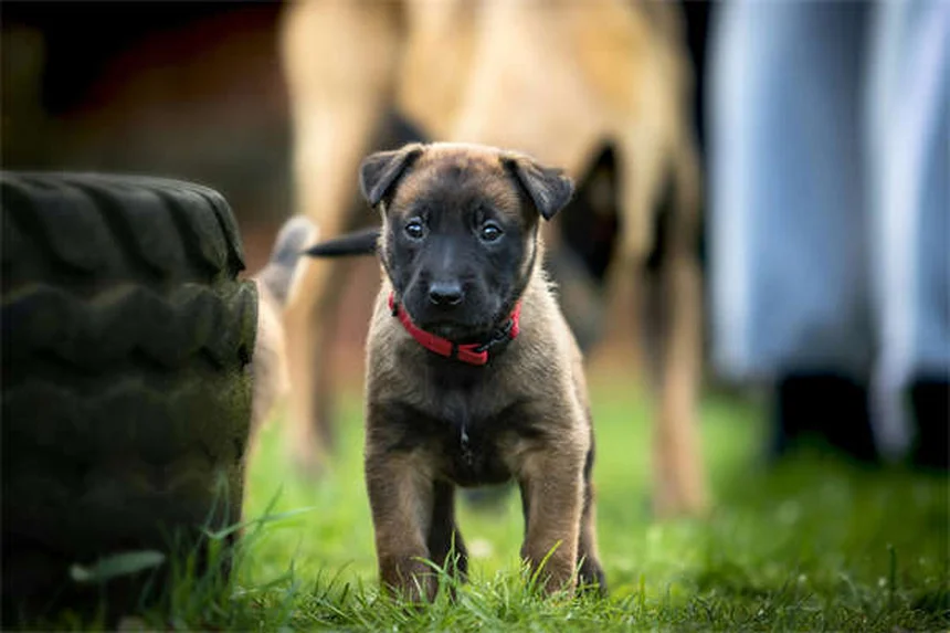 Senior Dog Care: 5 Essential Tips from a Veterinarian