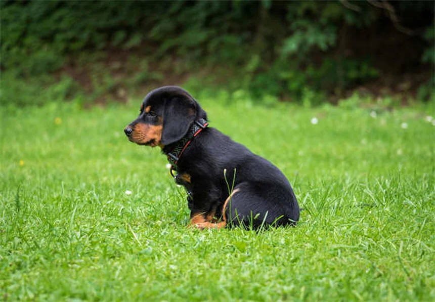 Senior Dog Care: 5 Essential Tips from a Veterinarian