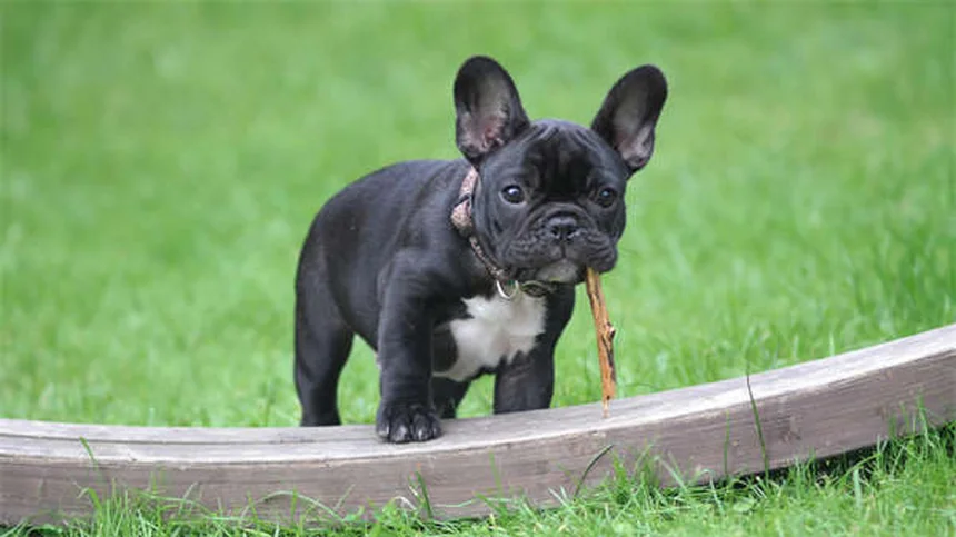 Senior Dog Care: 5 Essential Tips from a Veterinarian