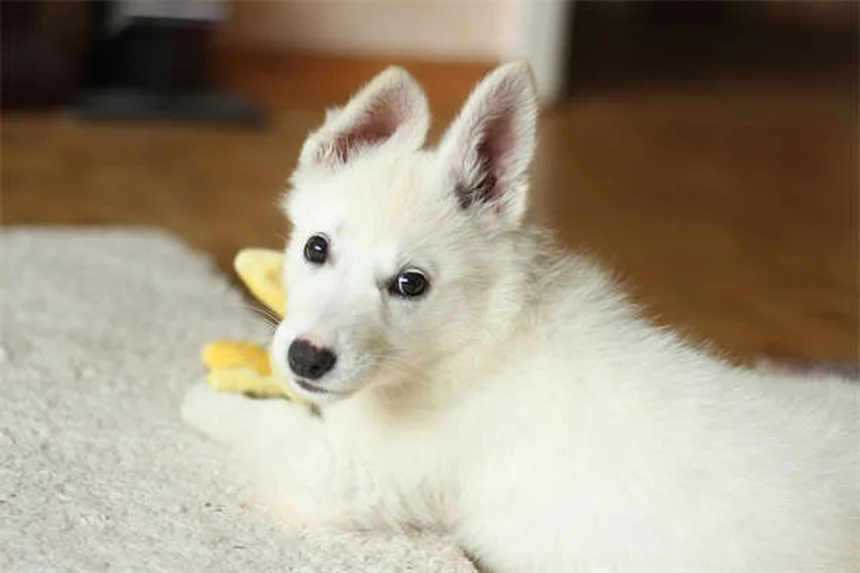 Fanconi Syndrome in Dogs: Symptoms, Causes & Treatment