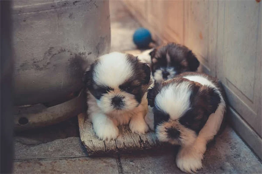 Fanconi Syndrome in Dogs: Symptoms, Causes & Treatment