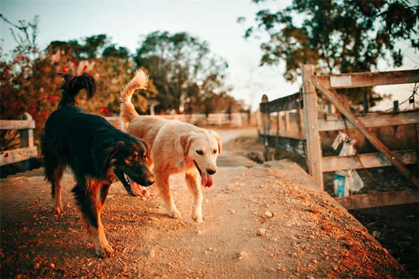 30 Best Hound Dog Breeds for Active Families in 2024