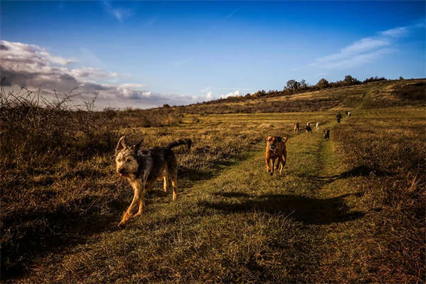 30 Best Hound Dog Breeds for Active Families in 2024