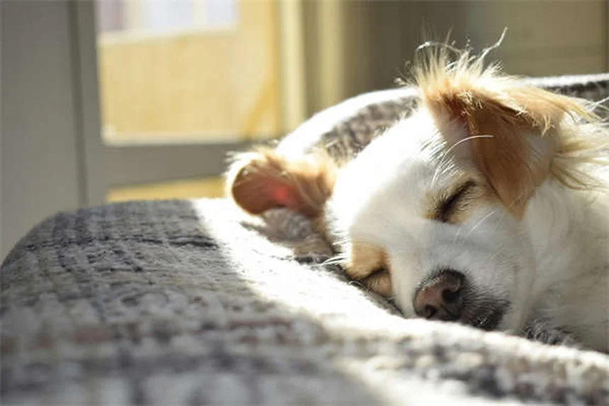 30 Best Hound Dog Breeds for Active Families in 2024