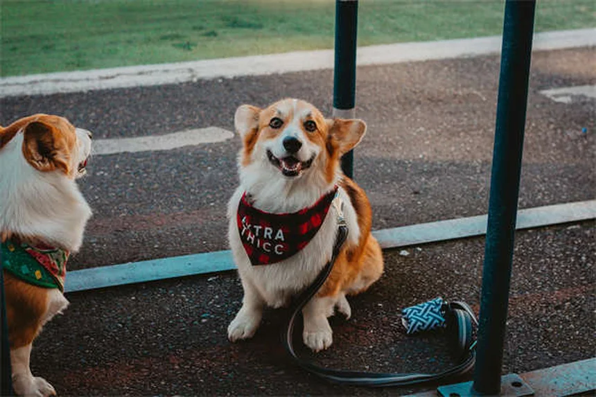 30 Best Hound Dog Breeds for Active Families in 2024