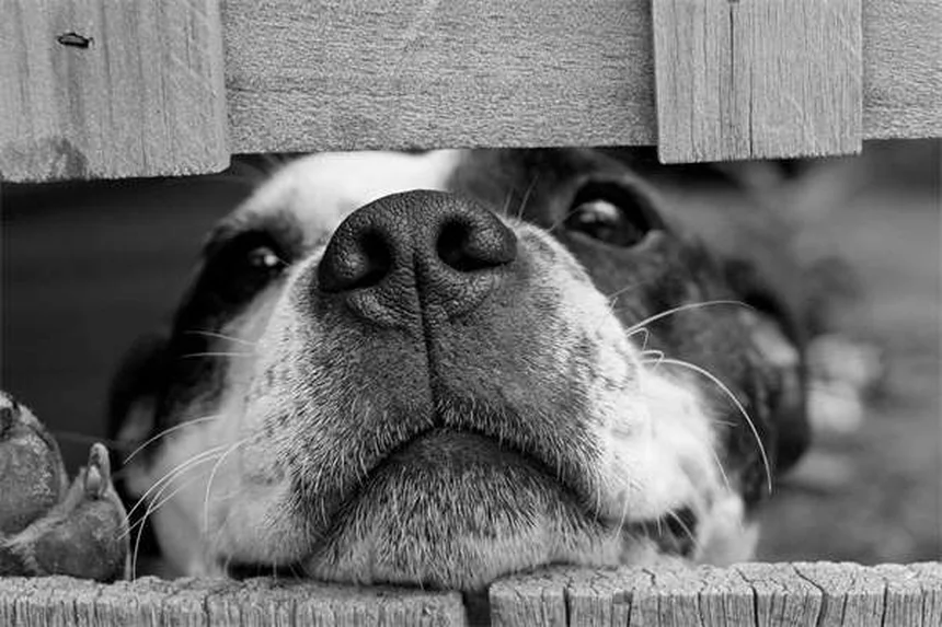 Dog Bladder Stones: Best Food Treatments & Prevention Tips