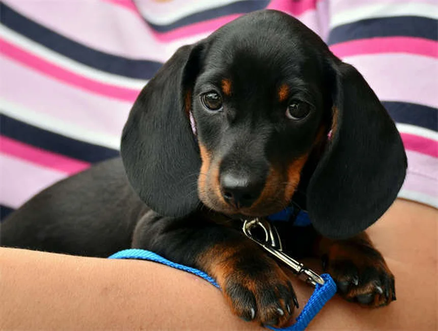 Dog Bladder Stones: Best Food Treatments & Prevention Tips