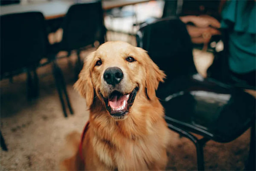 Soft Tissue Sarcoma in Dogs: Symptoms, Treatment & Prognosis