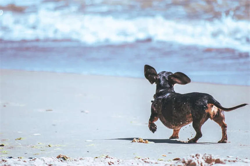 Soft Tissue Sarcoma in Dogs: Symptoms, Treatment & Prognosis