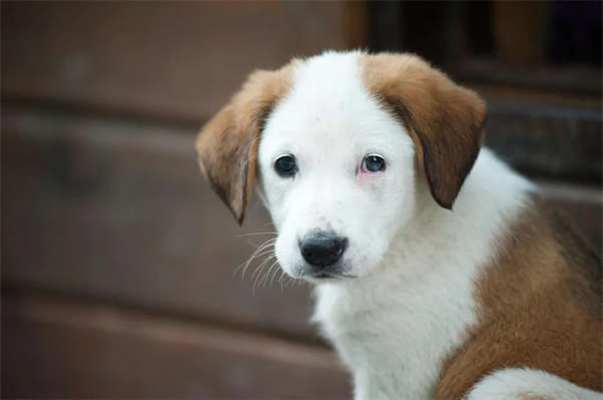 Soft Tissue Sarcoma in Dogs: Symptoms, Treatment & Prognosis