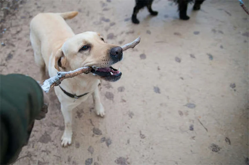 Dog Aggression Explained: Signs, Causes & How to Stop It