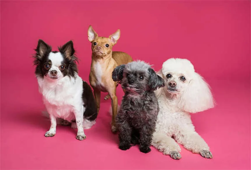 Dog Aggression Explained: Signs, Causes & How to Stop It