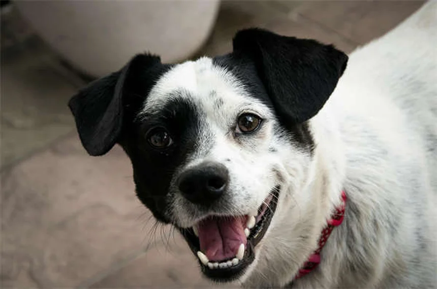 Why Is My Dog Scared of Everything? 7 Ways to Build Confidence