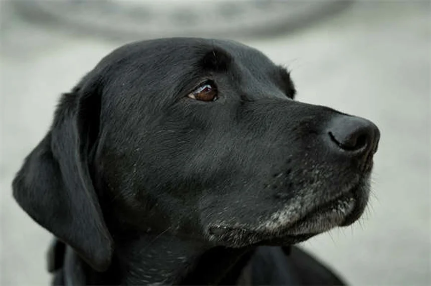 Why Is My Dog Scared of Everything? 7 Ways to Build Confidence