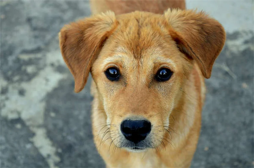 Why Is My Dog Scared of Everything? 7 Ways to Build Confidence