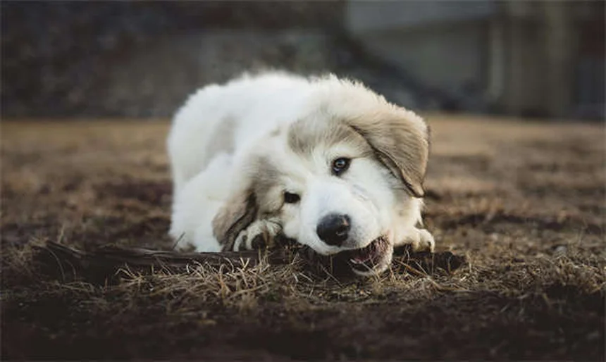 How to Crate Train a Puppy: 7 Easy Steps for Success