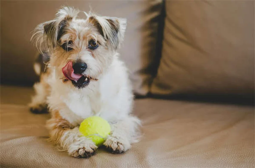 Top 15 Smartest Dog Breeds That Will Outsmart You