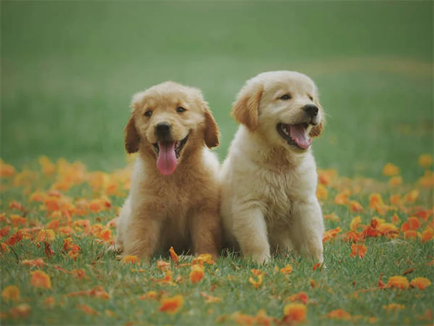 Top 15 Smartest Dog Breeds That Will Outsmart You