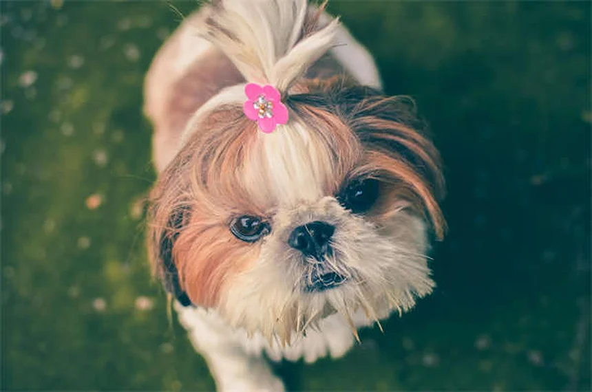 Top 15 Smartest Dog Breeds That Will Outsmart You