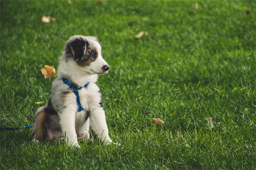 10 Cleanest Dog Breeds That Won't Leave Hair Everywhere