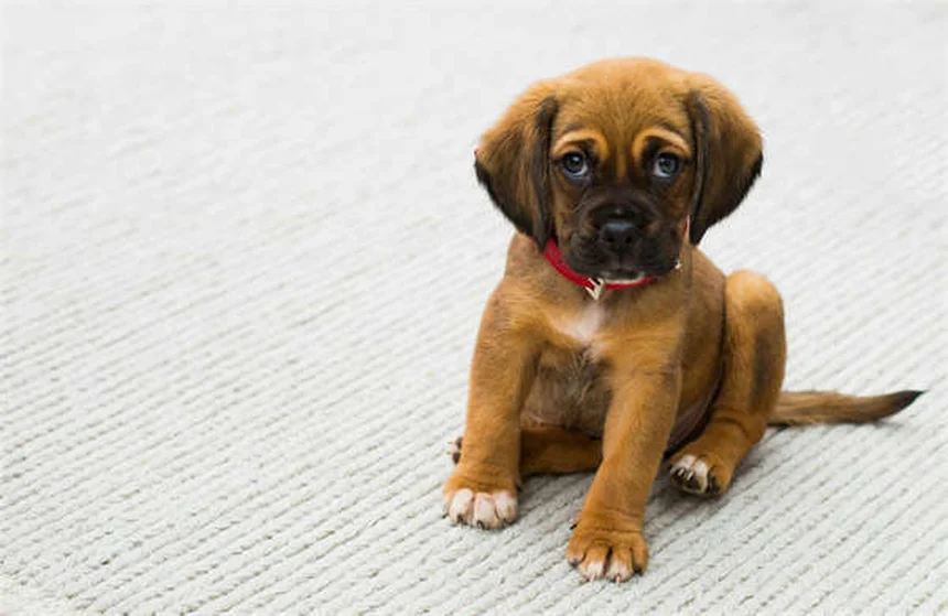 10 Cleanest Dog Breeds That Won't Leave Hair Everywhere
