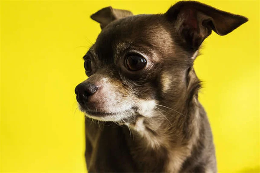 Why Is My Dog Licking Excessively? 5 Common Causes & Solutions