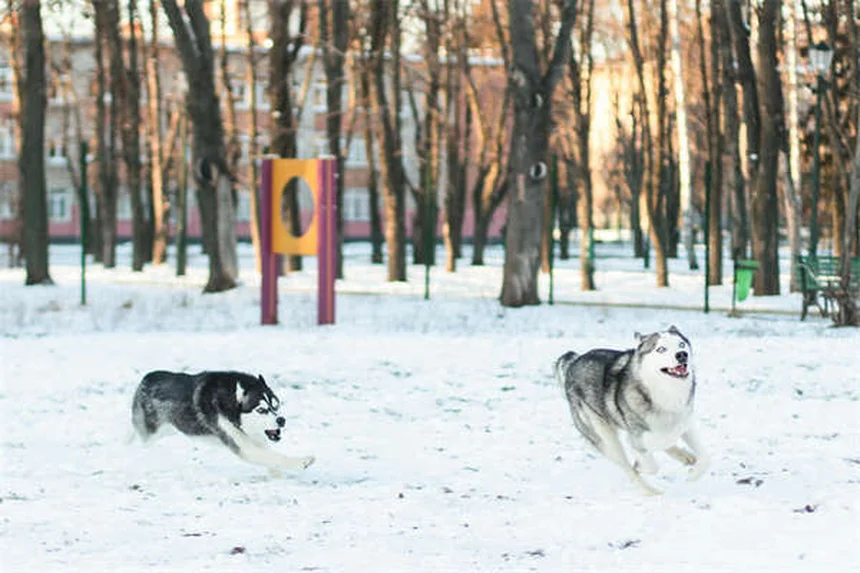 Why Is My Dog Licking Excessively? 5 Common Causes & Solutions