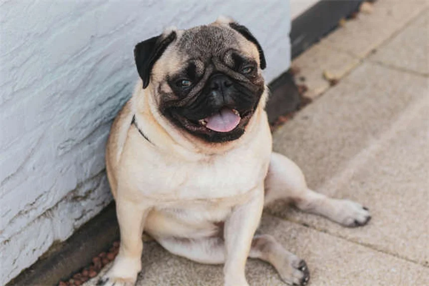 8 Senior Dog Food Tips: Keep Your Aging Pup Healthy & Happy