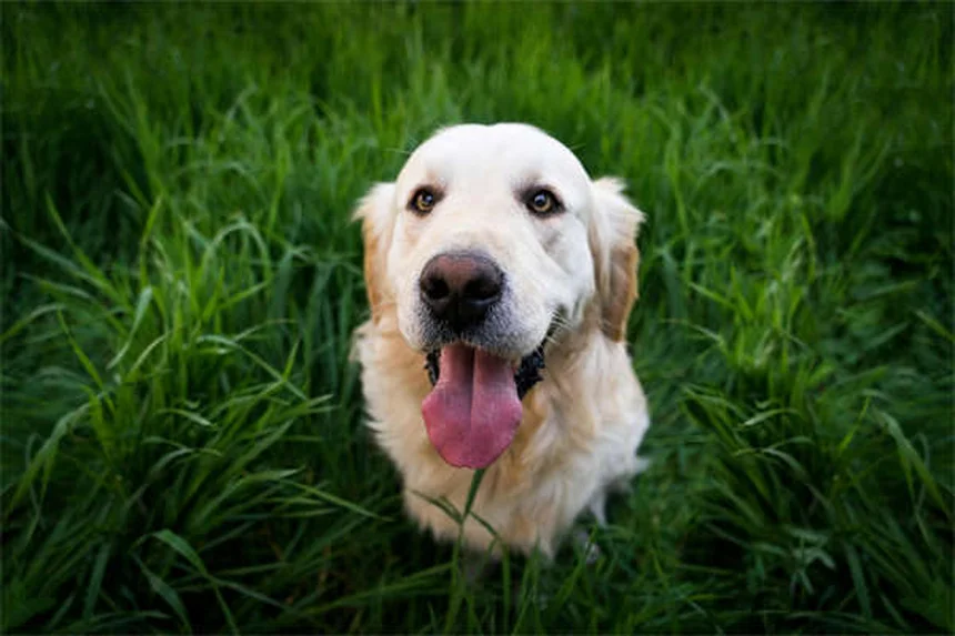 8 Senior Dog Food Tips: Keep Your Aging Pup Healthy & Happy