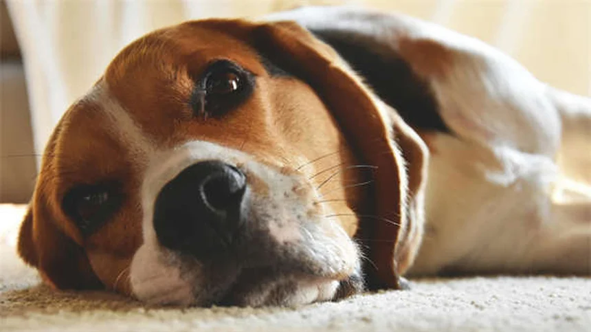 8 Senior Dog Food Tips: Keep Your Aging Pup Healthy & Happy