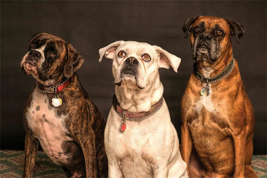 8 Senior Dog Food Tips: Keep Your Aging Pup Healthy & Happy