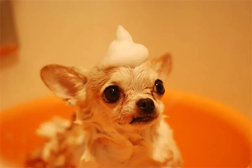 Bravecto® for Dogs & Cats: Flea & Tick Protection That Works
